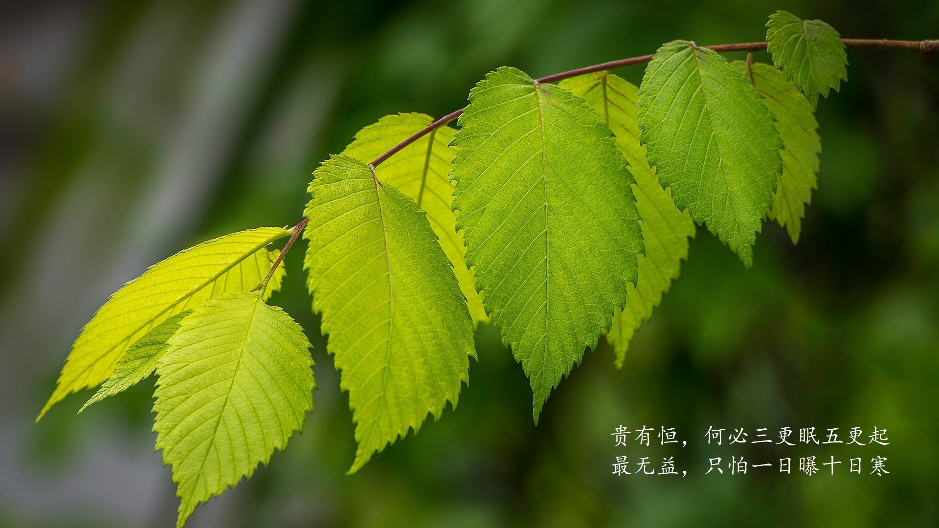 帝国铁骑破敌阵，罗德里戈一剑封喉—罗马战术压制塞内加尔启示录