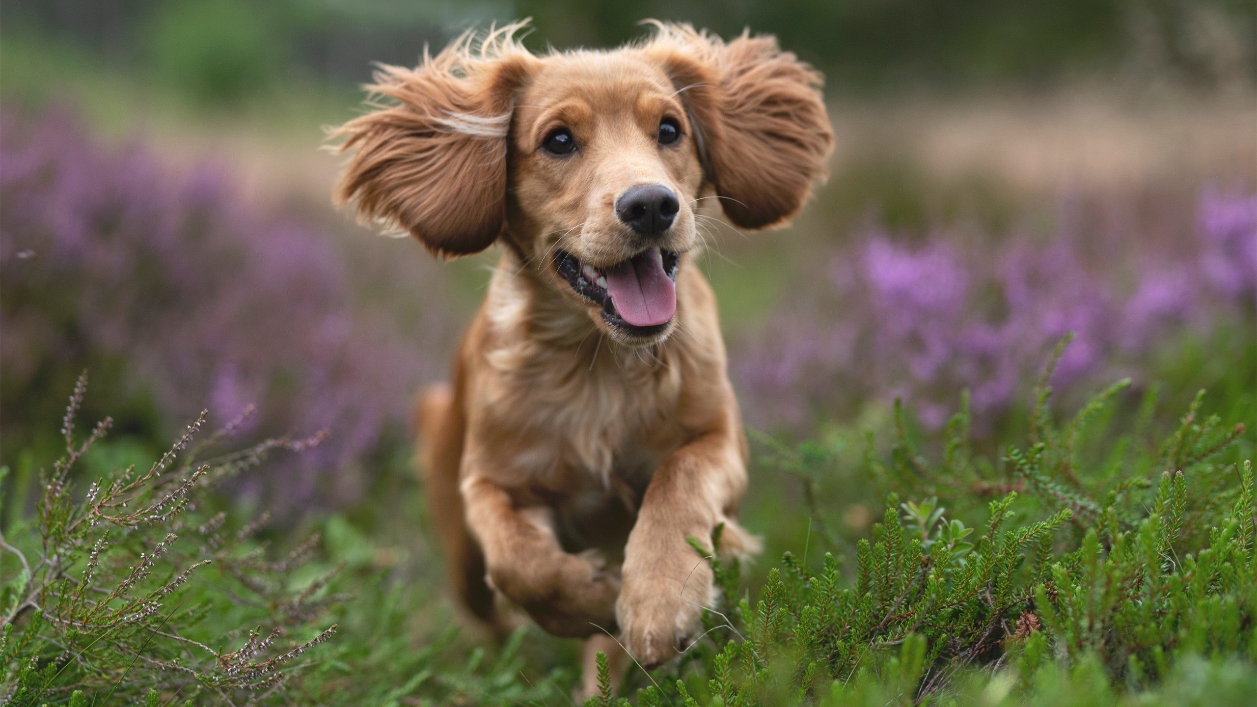 欧冠决赛之夜，哈利伯顿关键回合不手软，决胜时刻的心理密码