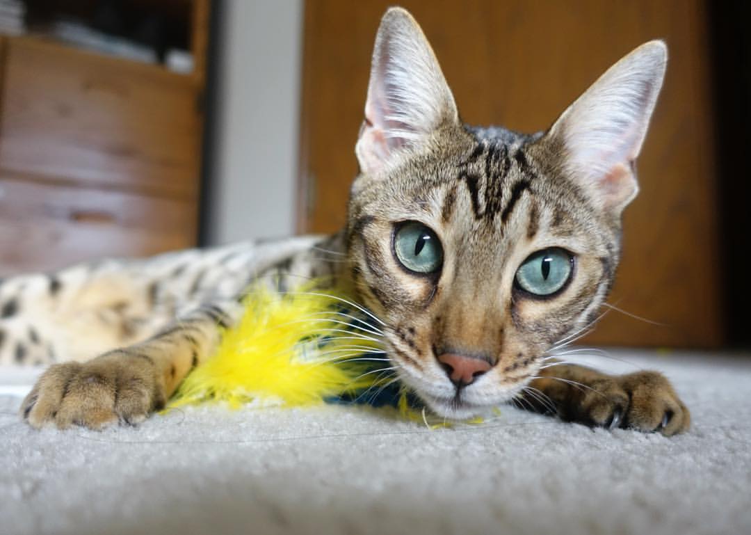 热火36分埋葬快船，哈登防守蛛网锁死四巨头