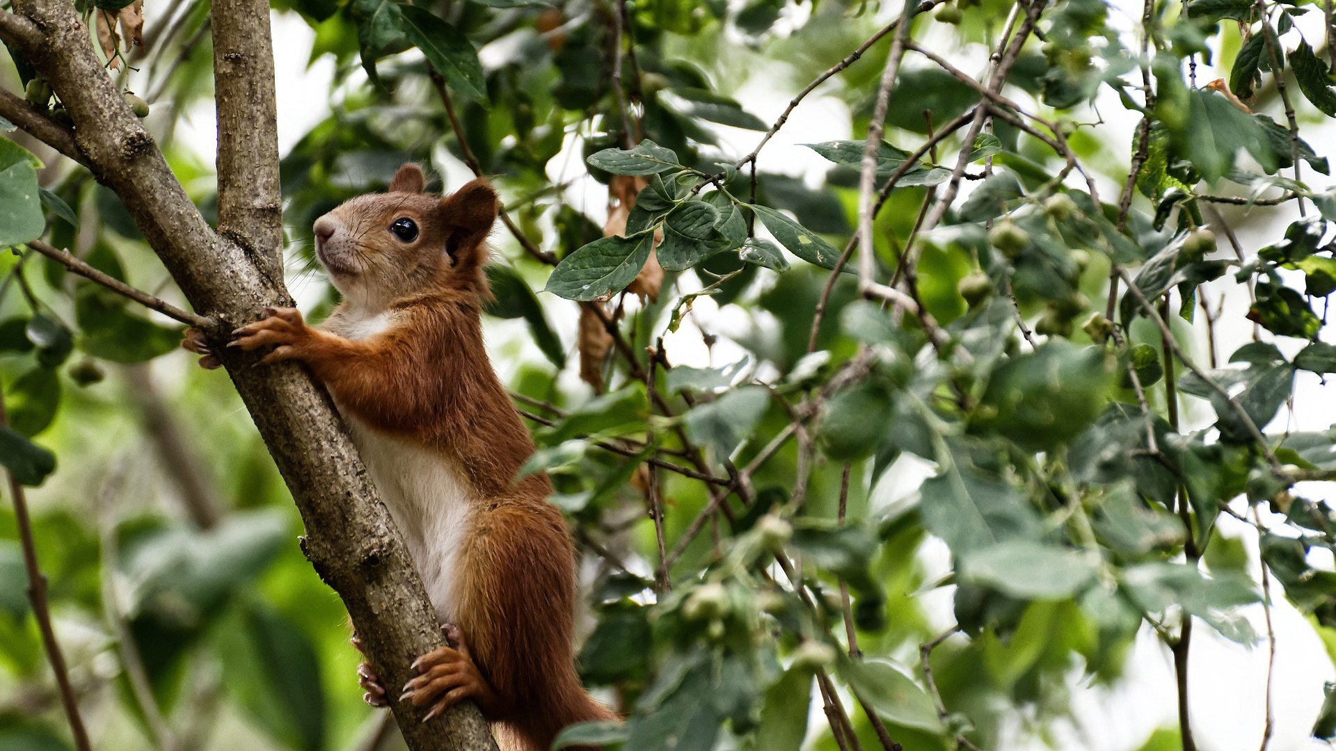 班凯罗炸裂表演引燃球馆！马刺展露冠军相力克步行者