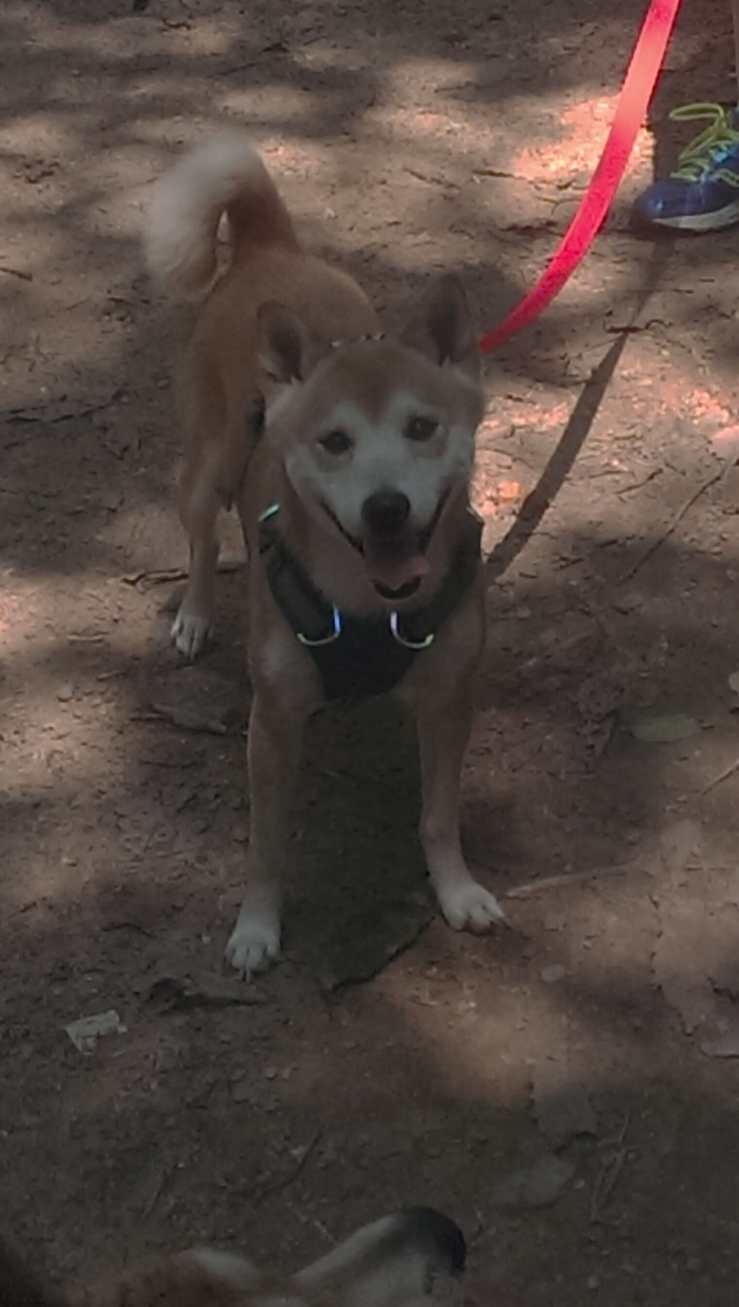 统治力美学，从CBA到奥运，赢家共享的生存密码