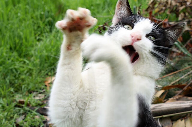 统治力美学，从CBA到奥运，赢家共享的生存密码