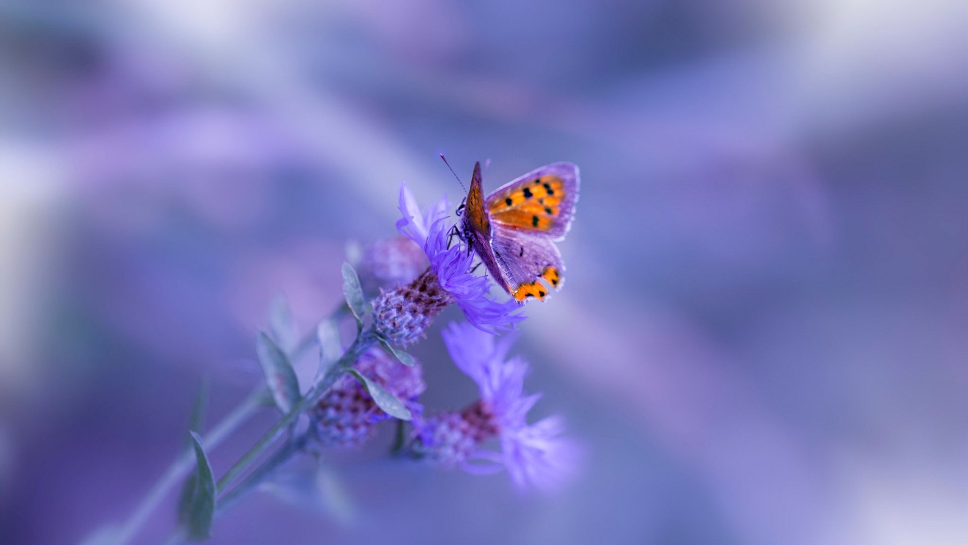 雷霆双重奏,CBA霸主辽宁遭理念冲垮,东契奇末节神话再临