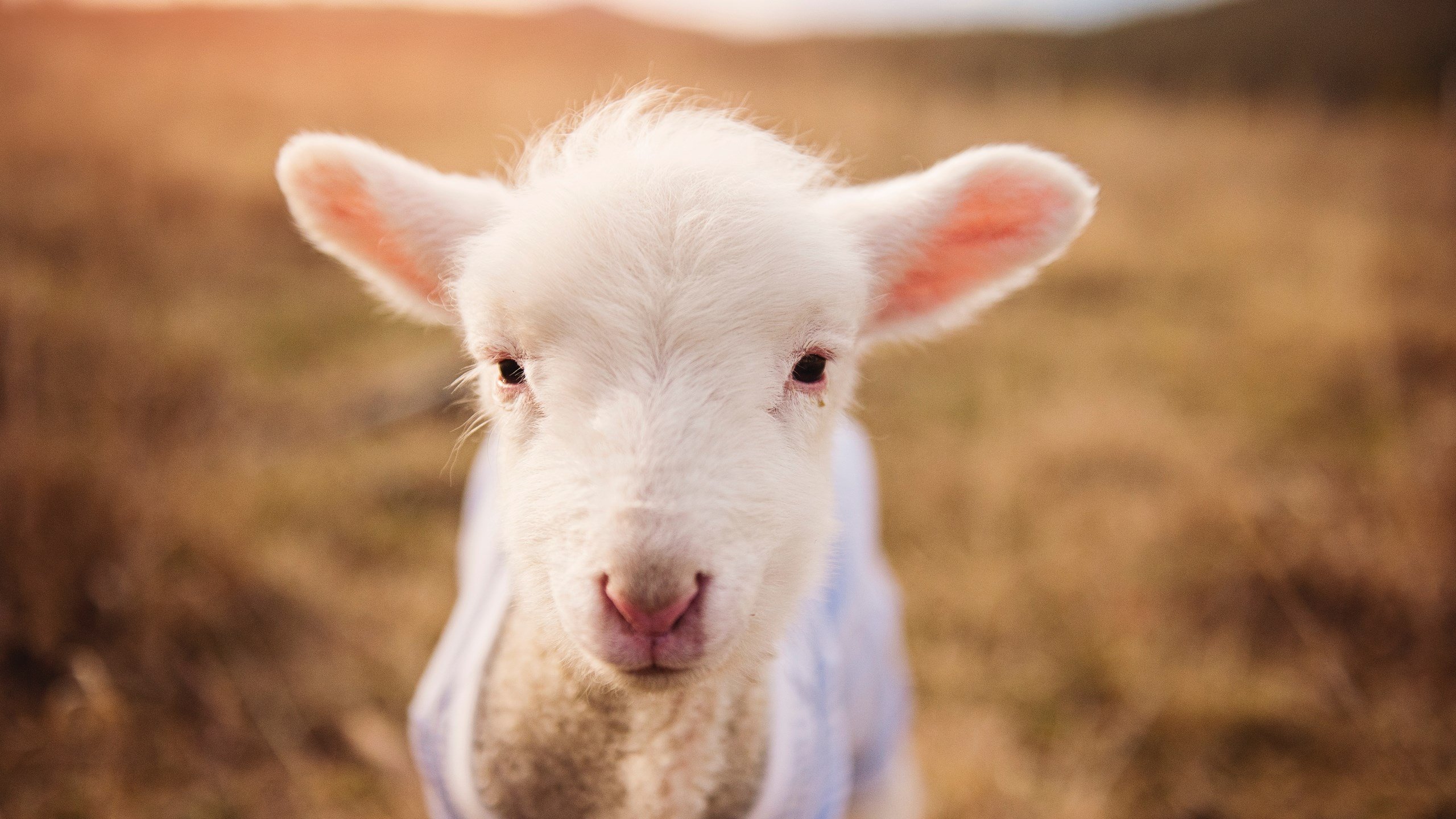 极光与黄昏，荷兰车手赞德霍根在冰岛雨夜上演史诗级绝杀，或将改写F1年度王座归属
