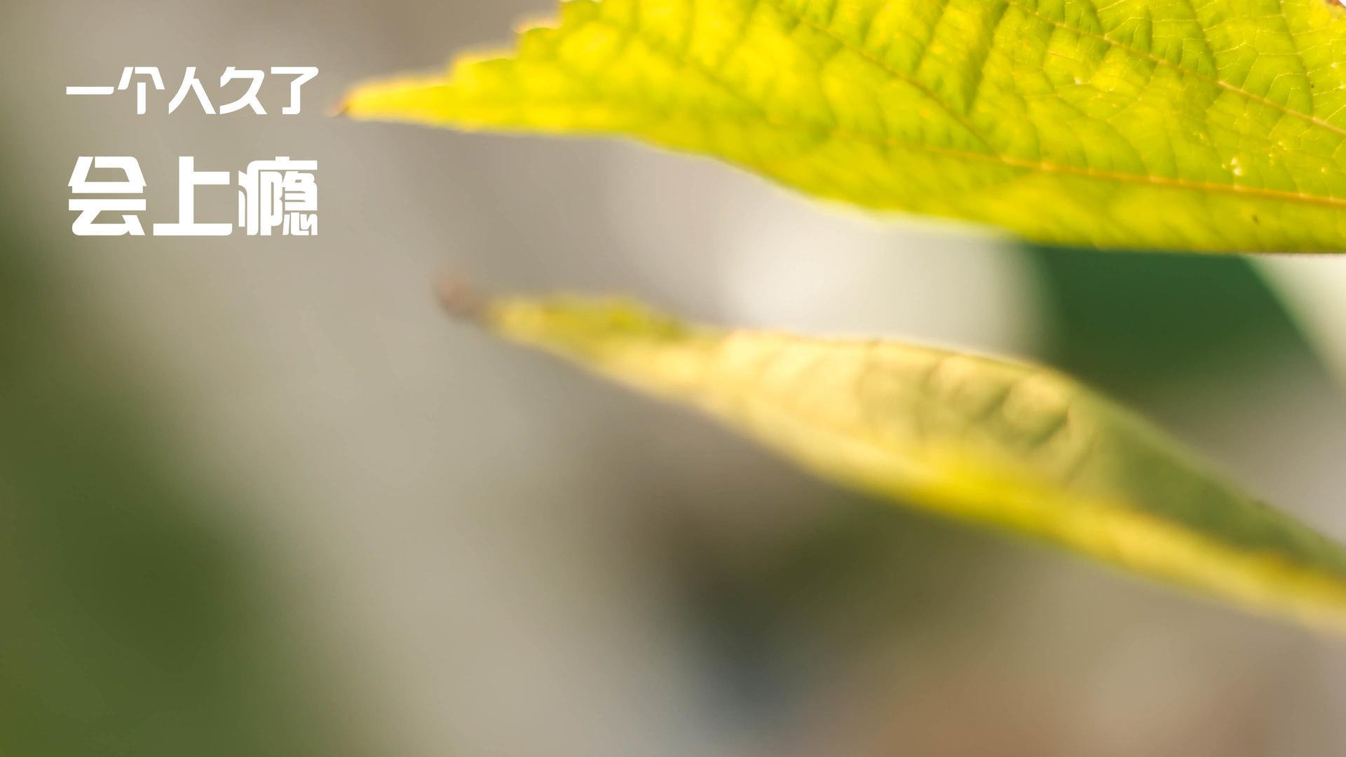 绿茵唯一的答案，当莱万在尼日利亚与卡塔尔之战写下冠军注脚