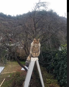 铁幕与新生，当班凯罗用防守宣告主宰，雄鹿的利刃在无声中锈蚀