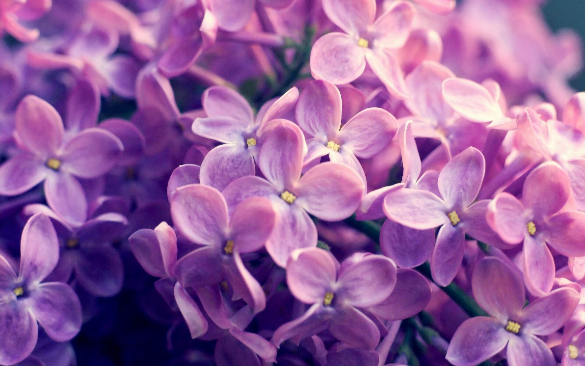 绿茵场上的双重奏，萨卡攻防交响乐与亚特兰大的血色鏖战