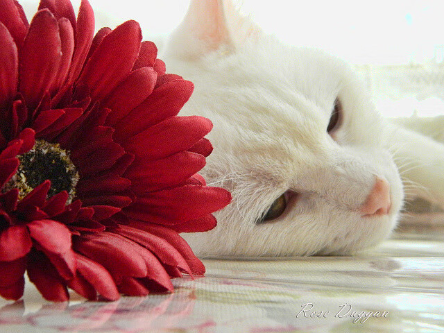 新王当立,当几内亚闪电撕裂秘鲁,基耶萨于2026世界杯展露君临之相