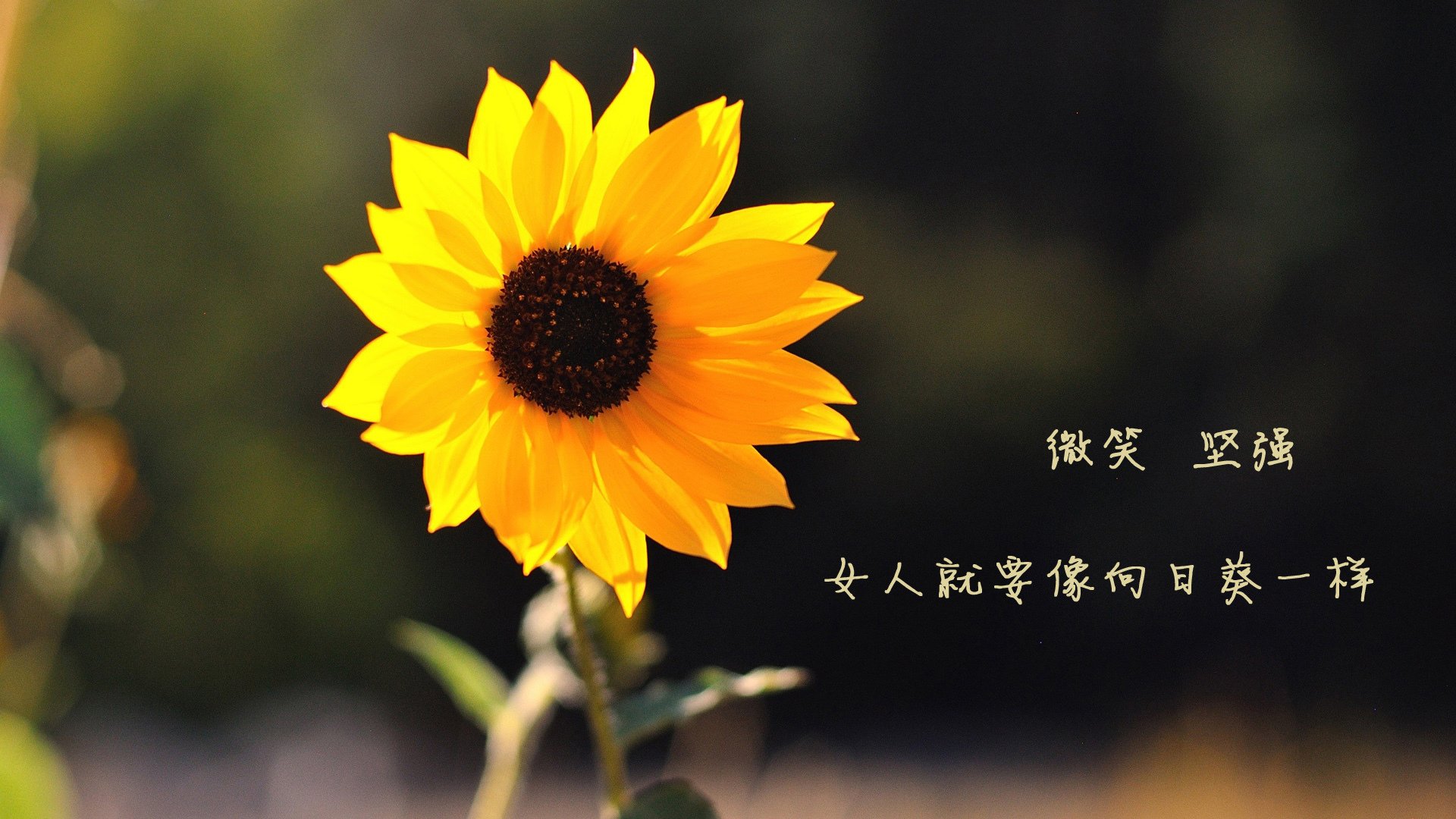 绿茵场上的跨界魔法,坎特火热状态点燃澳洲,袋鼠军团全面压制苏格兰的战术革命