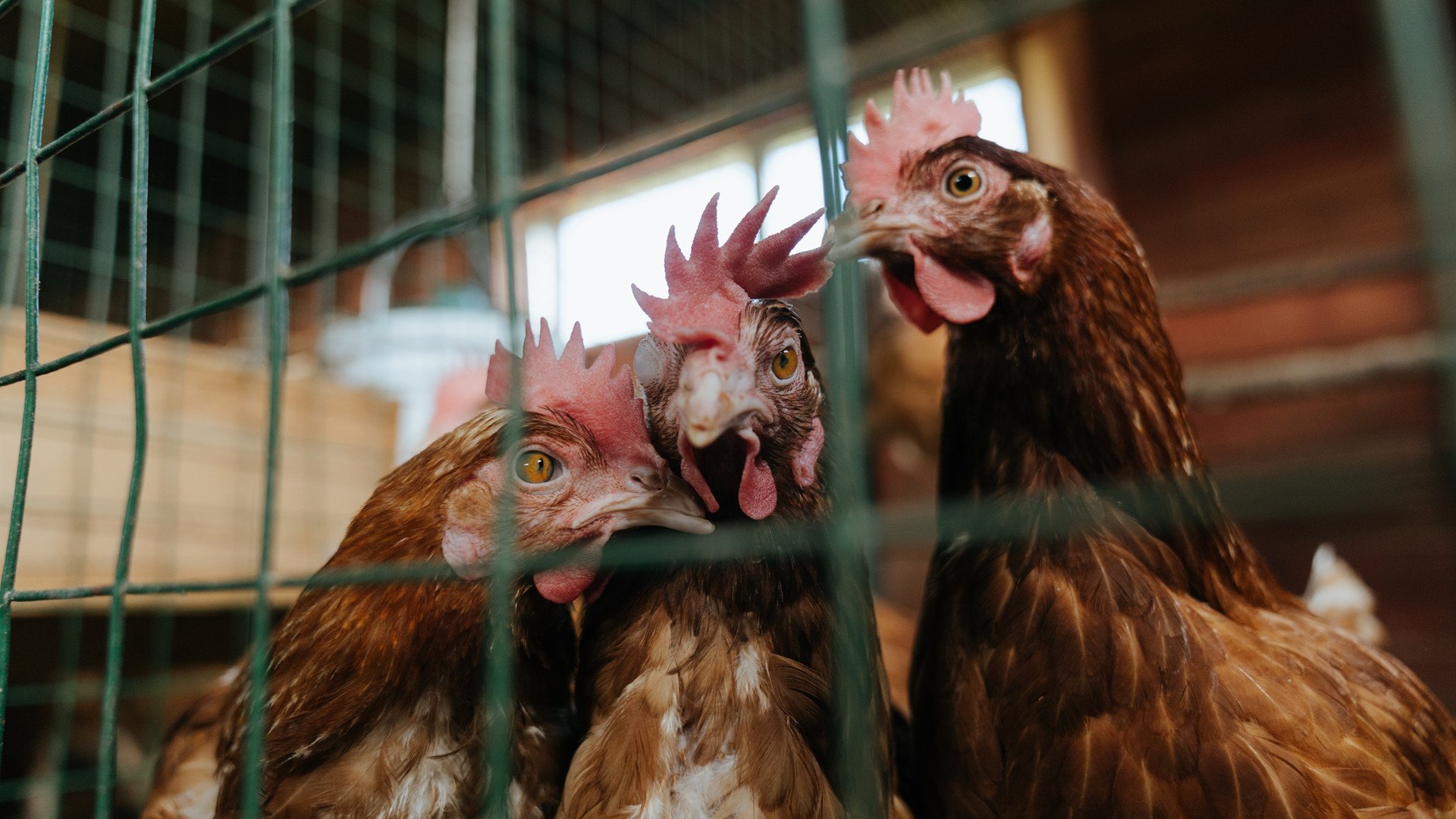跨界王者,黄蜂火力压制活塞,小贾伦在美加墨世界杯接管比赛