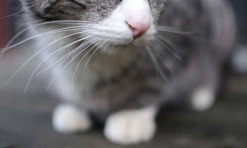 铁血活塞的防守枷锁与哈登的终极时刻