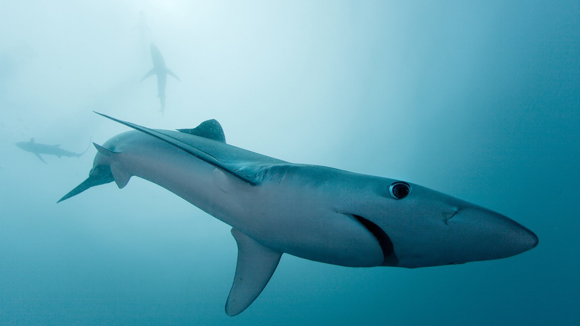 高卢雄鸡的华彩乐章,格列兹曼用火与艺,在C组刻下唯一的不朽印记
